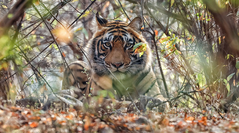 Le Triangle D'or avec Safari